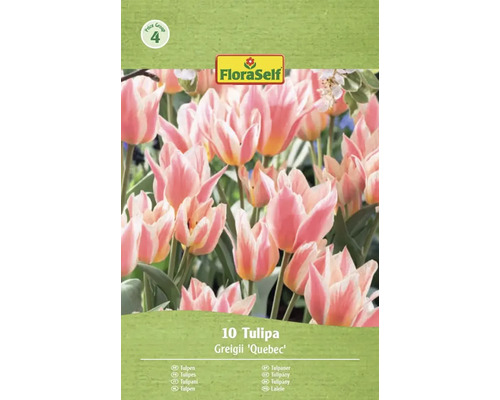 FloraSelf Tulpaner Greigii Quebec, 10 stycken