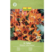 Förpackning med 12 botaniska tulpaner 'Little Princess' från FloraSelf