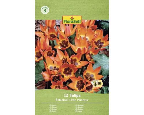Förpackning med 12 botaniska tulpaner 'Little Princess' från FloraSelf