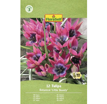 12-pack botanisk tulpan Little Beauty