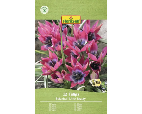 12-pack botanisk tulpan Little Beauty