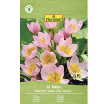 Förpackning tulpaner av sorten Bakeri Lilac Wonder