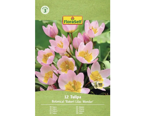 Förpackning tulpaner av sorten Bakeri Lilac Wonder