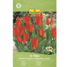 Förpackning med tulpaner av sorten Botanical Praestans Zwanenburg med symbolen bivänlig