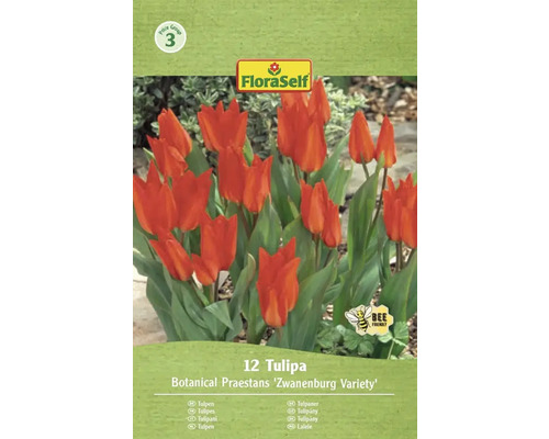 Förpackning med tulpaner av sorten Botanical Praestans Zwanenburg med symbolen bivänlig