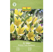 Förpackning med 15 tulpaner Botanical Tarda Dasystemon från FloraSelf