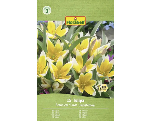 Förpackning med 15 tulpaner Botanical Tarda Dasystemon från FloraSelf