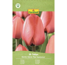 Förpackning Darwin Hybrid Red Impression tulpaner från FloraSelf