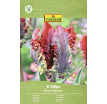 FloraSelf Parrot Rococo tulpanförpackning med åtta blomsterlökar