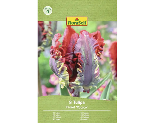FloraSelf Parrot Rococo tulpanförpackning med åtta blomsterlökar