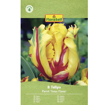 Förpackning med 8 Tulipa Parrot 'Texas Flame'-lökar från FloraSelf
