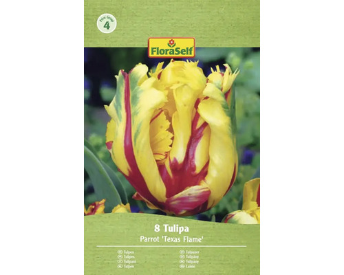 Förpackning med 8 Tulipa Parrot 'Texas Flame'-lökar från FloraSelf