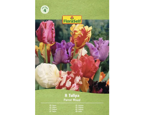 FloraSelf Förpackning med 8 papegojtulpaner, blandning