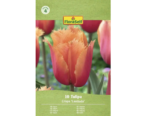 Tulpan Crispa 'Lambada' blomsterlök förpackning