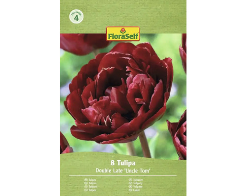 Förpackning med 8 tulpaner av sorten Double Late 'Uncle Tom' från FloraSelf