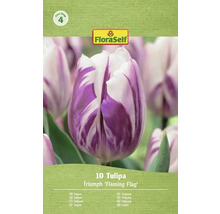 FloraSelf Tulpan Triumph 'Flaming Flag', 10 stycken