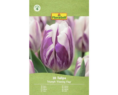 FloraSelf Tulpan Triumph 'Flaming Flag', 10 stycken