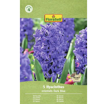 Förpackning med 5 hyacinter orientalis Dark Blue av märket FloraSelf
