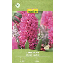 Förpackning med fem hyacinter av sorten 'Jan Bos' från FloraSelf