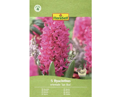 Förpackning med fem hyacinter av sorten 'Jan Bos' från FloraSelf