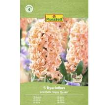 Förpackning med fem hyacinter av sorten Gipsy Queen från FloraSelf