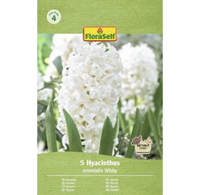 Förpackning med 5 vita hyacinter av sorten orientalis från FloraSelf