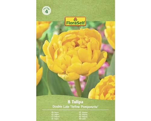Förpackning med 8 tulpaner av sorten Double Late 'Yellow Pomponette'