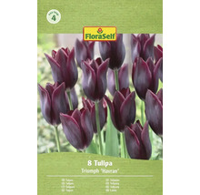 Förpackning med 8 Triumph Tulips Havran
