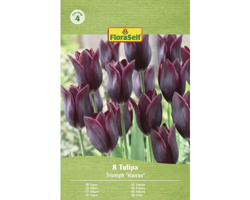 Förpackning med 8 Triumph Tulips Havran