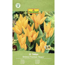 Förpackning med 12 Botanical Praestans 'Shogun' tulpaner