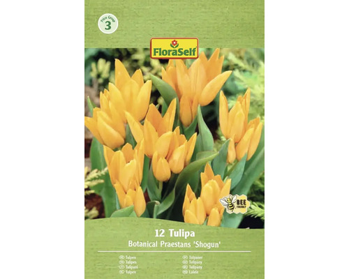 Förpackning med 12 Botanical Praestans 'Shogun' tulpaner