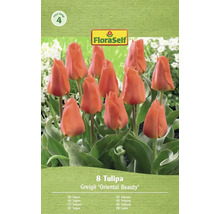 FloraSelf Tulpaner Greigii 'Oriental Beauty', 8-pack