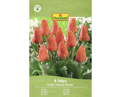 FloraSelf Tulpaner Greigii 'Oriental Beauty', 8-pack
