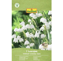 Förpackning med sju sommarsnökklockor av sorten 'aestivum' Gravetye Giant med Butterfly Friendly-sigill och FloraSelf-logotyp