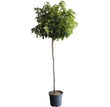 Träd i kruka med gröna blad