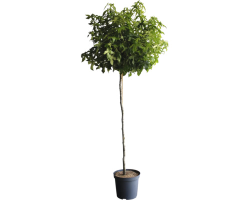 Träd i kruka med gröna blad