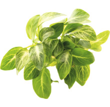 Växt med gröna blad