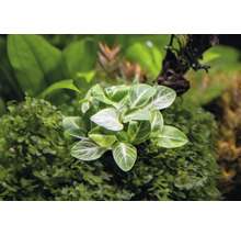 Akvarieväxt med gröna blad och vita ådror