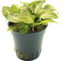 Anubias krukväxt i kruka