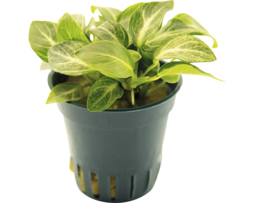 Anubias krukväxt i kruka