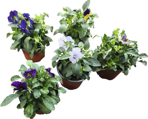 Olika violer i krukor