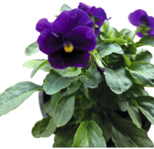 Violett blomma i kruka
