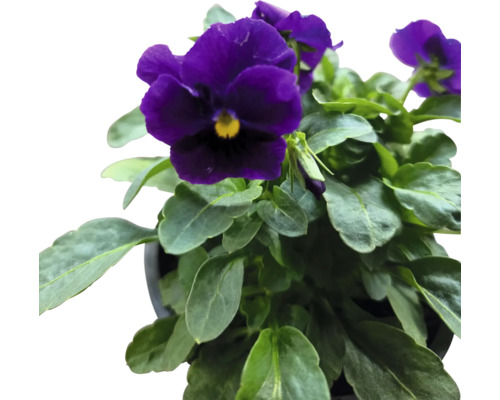 Violett blomma i kruka