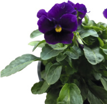 Violett penséplanta i kruka