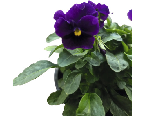 Violett penséplanta i kruka