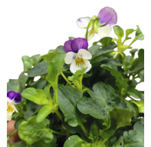 Penséer med gröna blad