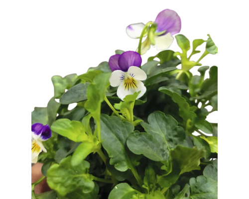 Penséer med gröna blad