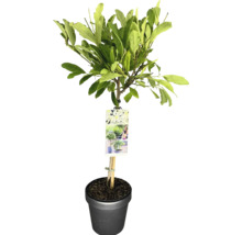 Trädgårdsträd med blad i kruka