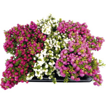 Gaultheria växt med röda, rosa och vita bär