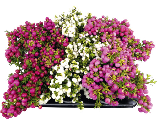 Gaultheria växt med röda, rosa och vita bär